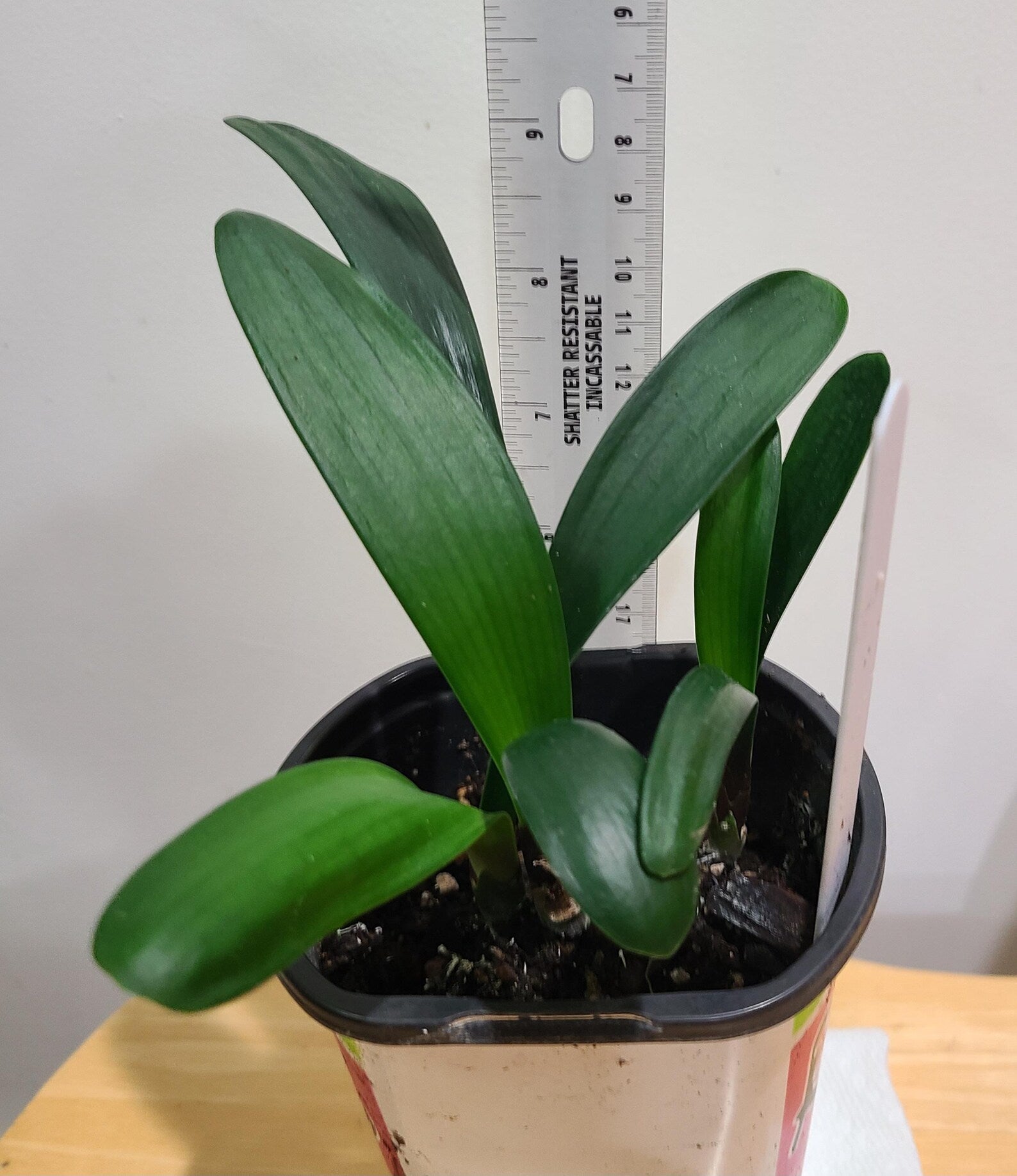 Clivia seedling (Chinois Mu Pretoria Y x Chinese Blush) x Chinois Lambda compact broad leaf 4-5 inches tall one plant