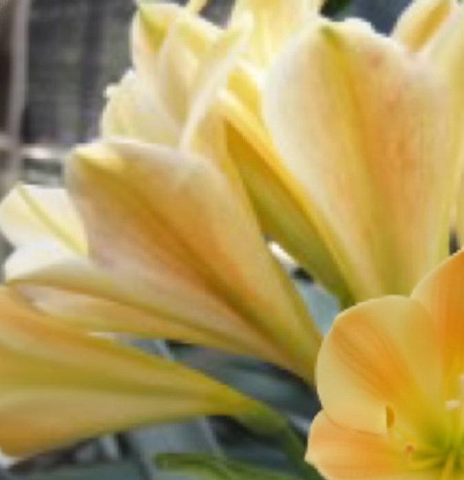 Clivia seedling Bijou Doux x Naude Peach 4-6 inches tall one plant