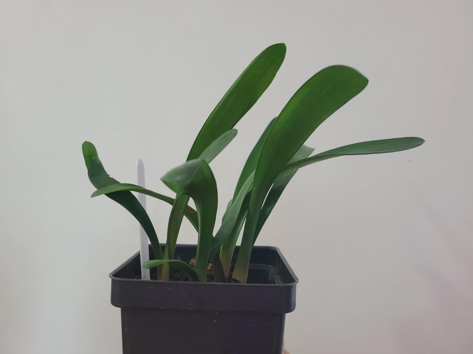 Clivia Hattori green throat seedling heat pack priority shipping 4-5" tall one plant