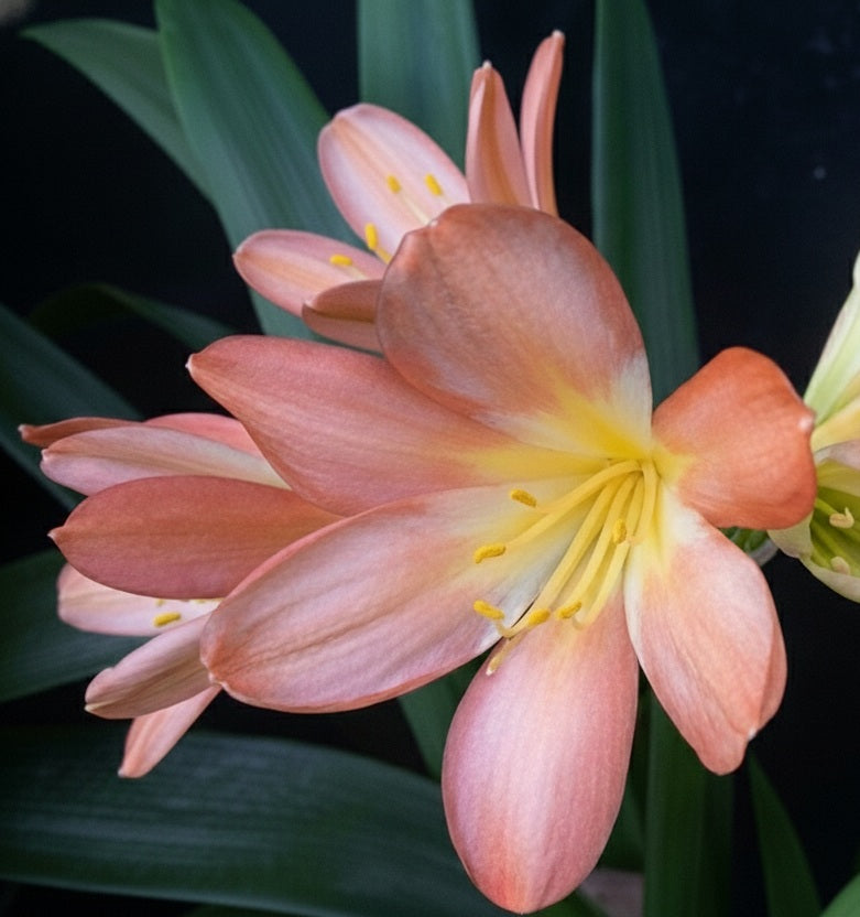 Clivia seedling C. Malan Water-colour Ghost x Conway Unnamed Ghost 4-6 inches tall one plant