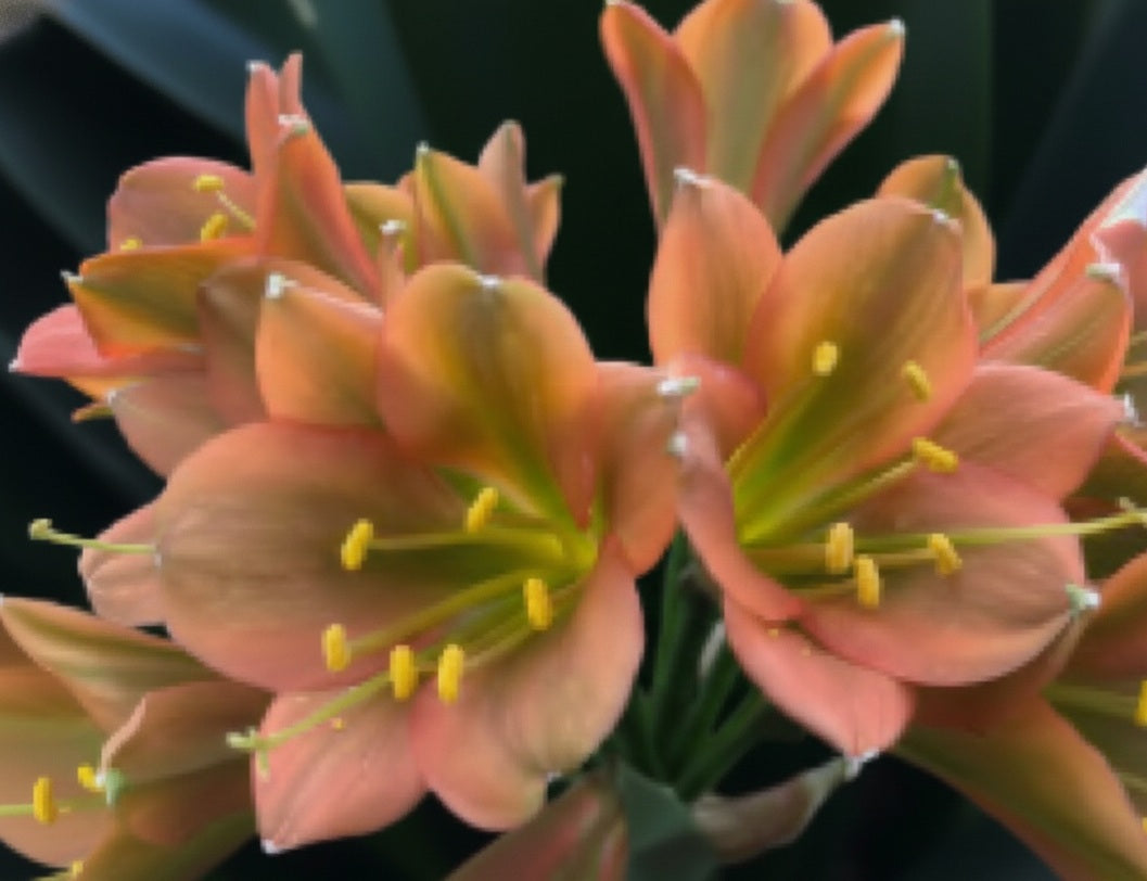 Clivia interspecific seedling Nimbicola B x Pink Nobilis x Blazing Sun 3-5 inches tall one plant