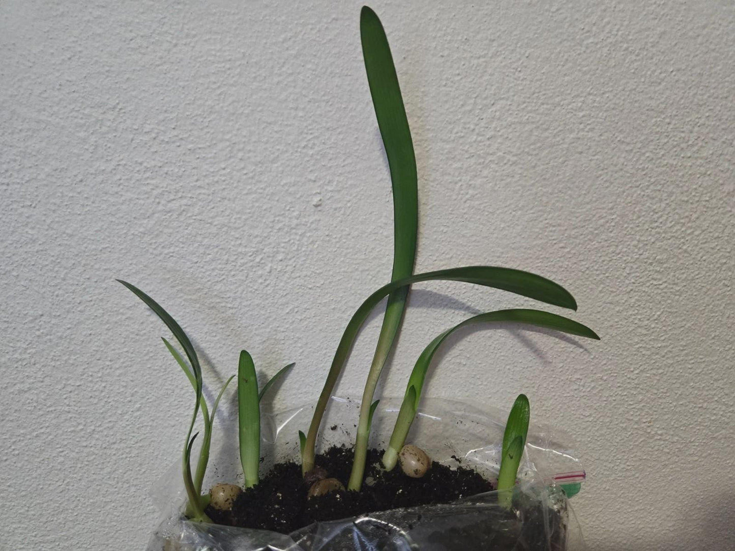 Clivia dark red caulescens seedling heat pack priority shipping one plant