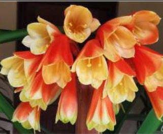 Clivia interspecific between Watkins Yellow x Golden Renaissance and Sleeping Beauty Tetraploid Yellow 3 leaves 7 inches tall one plant