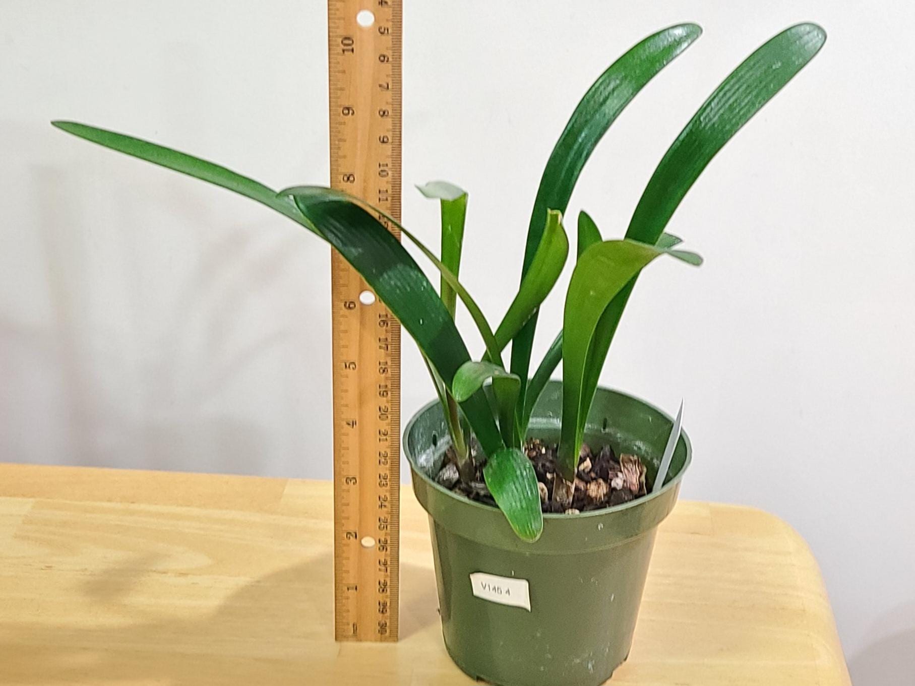 Clivia interspecific between Watkins Yellow x Golden Renaissance and Sleeping Beauty Tetraploid Yellow 3 leaves 7 inches tall one plant