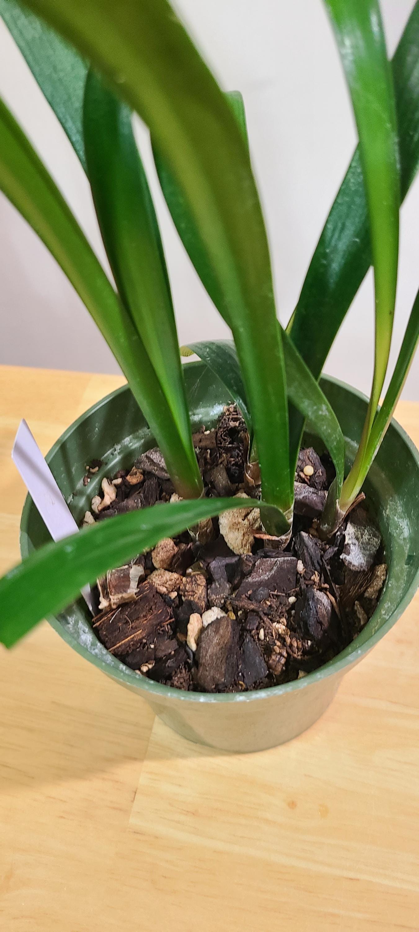 Clivia interspecific between Watkins Yellow x Golden Renaissance and Sleeping Beauty Tetraploid Yellow 3 leaves 7 inches tall one plant