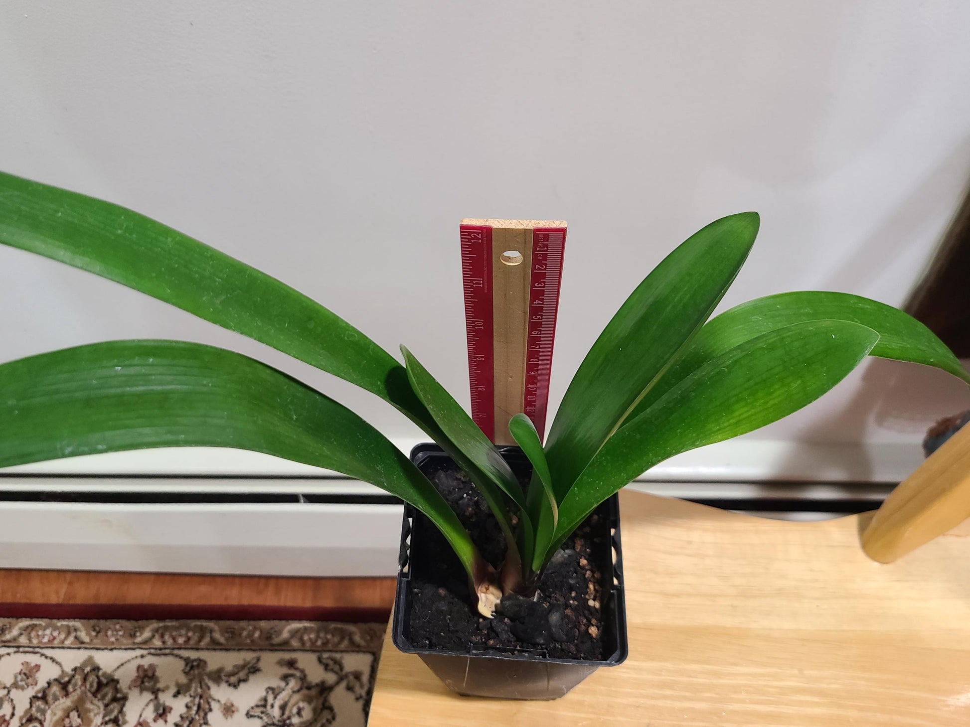 Clivia interspecific gardenii 7 leaves