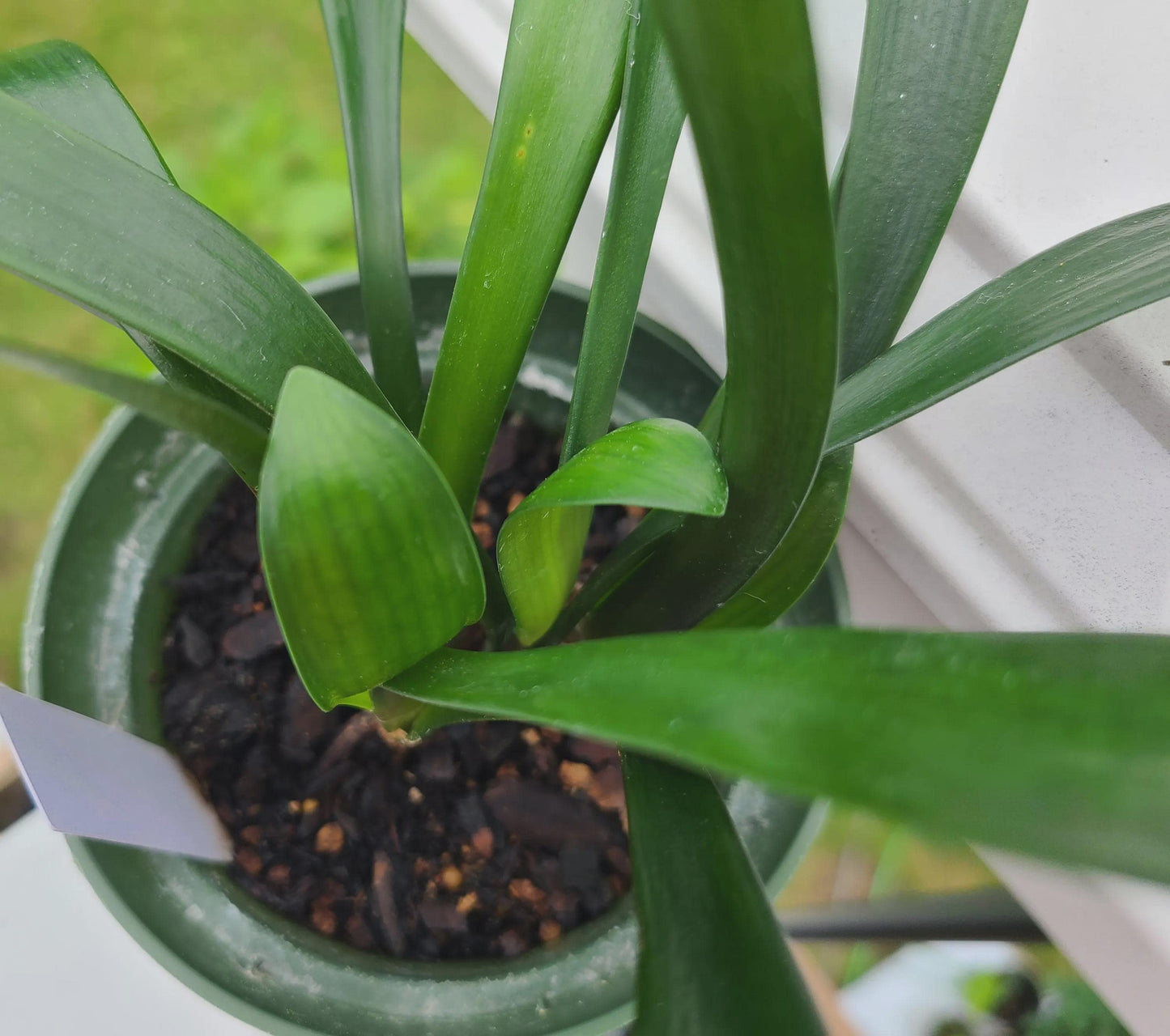 Clivia interspecific hybrid seedling cross (Natal Yellow x Tetraploid Yellow) x One Love and Natal Yellow x One Love Pink/Bronze 4-5 leaves one plant