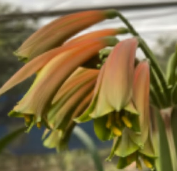 Clivia interspecific seedling Bengi Bronze x Hirao 2-3 inches tall one plant