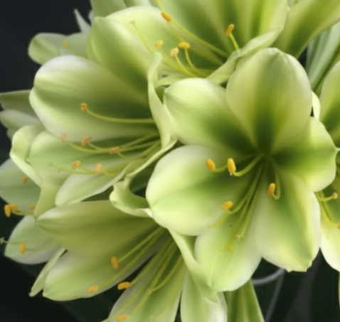 Clivia interspecific seedling Bengi Bronze x Hirao 2-3 inches tall one plant