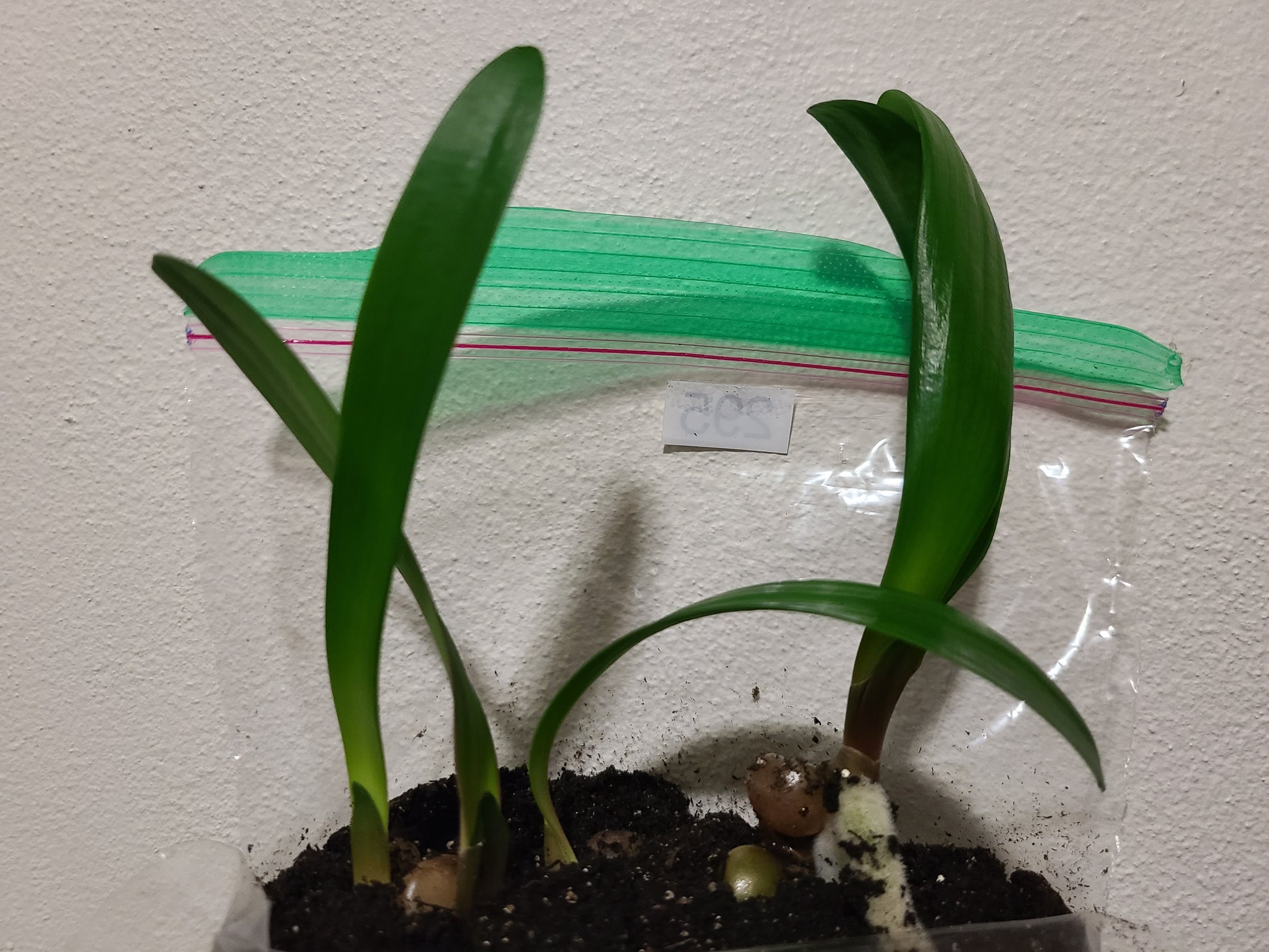 Clivia interspecific seedling Bronze Tube 4-5 inches tall one plant