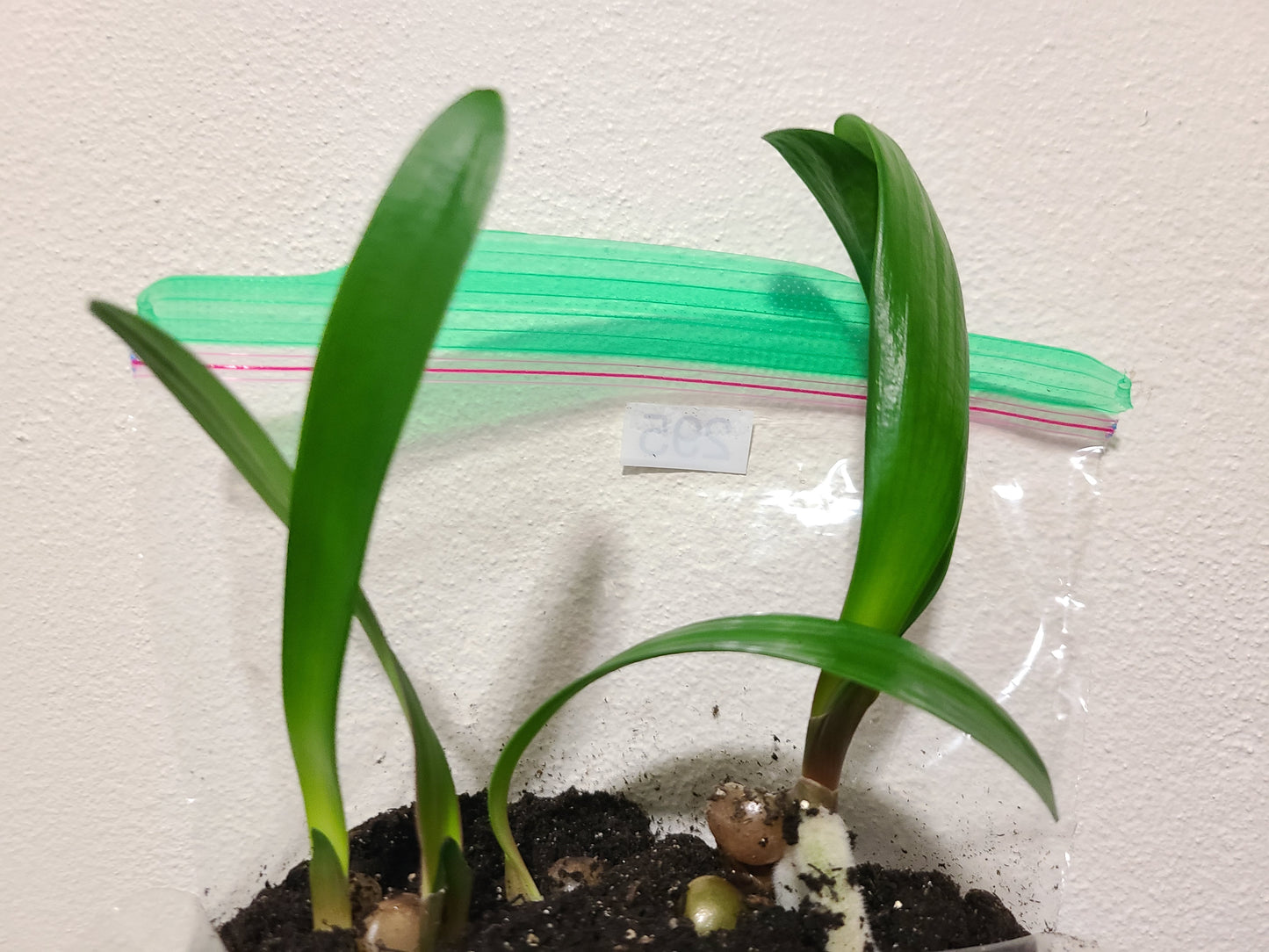 Clivia interspecific seedling Bronze Tube 4-5 inches tall one plant