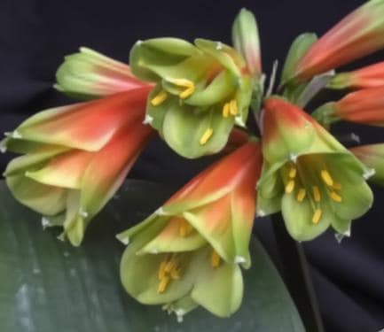 Clivia interspecific seedling  J vd L BGT x Quantum Leap versicolour multitepal interspecific 3-4 inches tall one plant