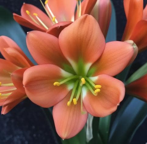 Clivia interspecific seedling  J vd L BGT x Quantum Leap versicolour multitepal interspecific 3-4 inches tall one plant