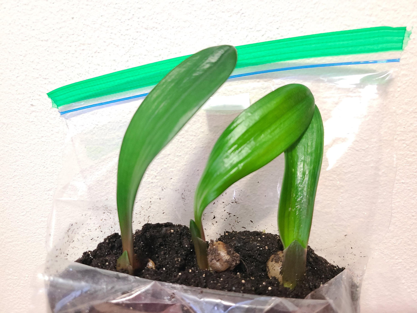 Clivia interspecific seedling  J vd L BGT x Quantum Leap versicolour multitepal interspecific 3-4 inches tall one plant