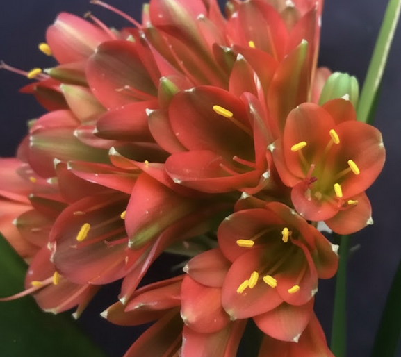 Clivia interspecific seedling MvS Belgian Bronze x unnamed pendulant clivia 4-6 inches tall one plant