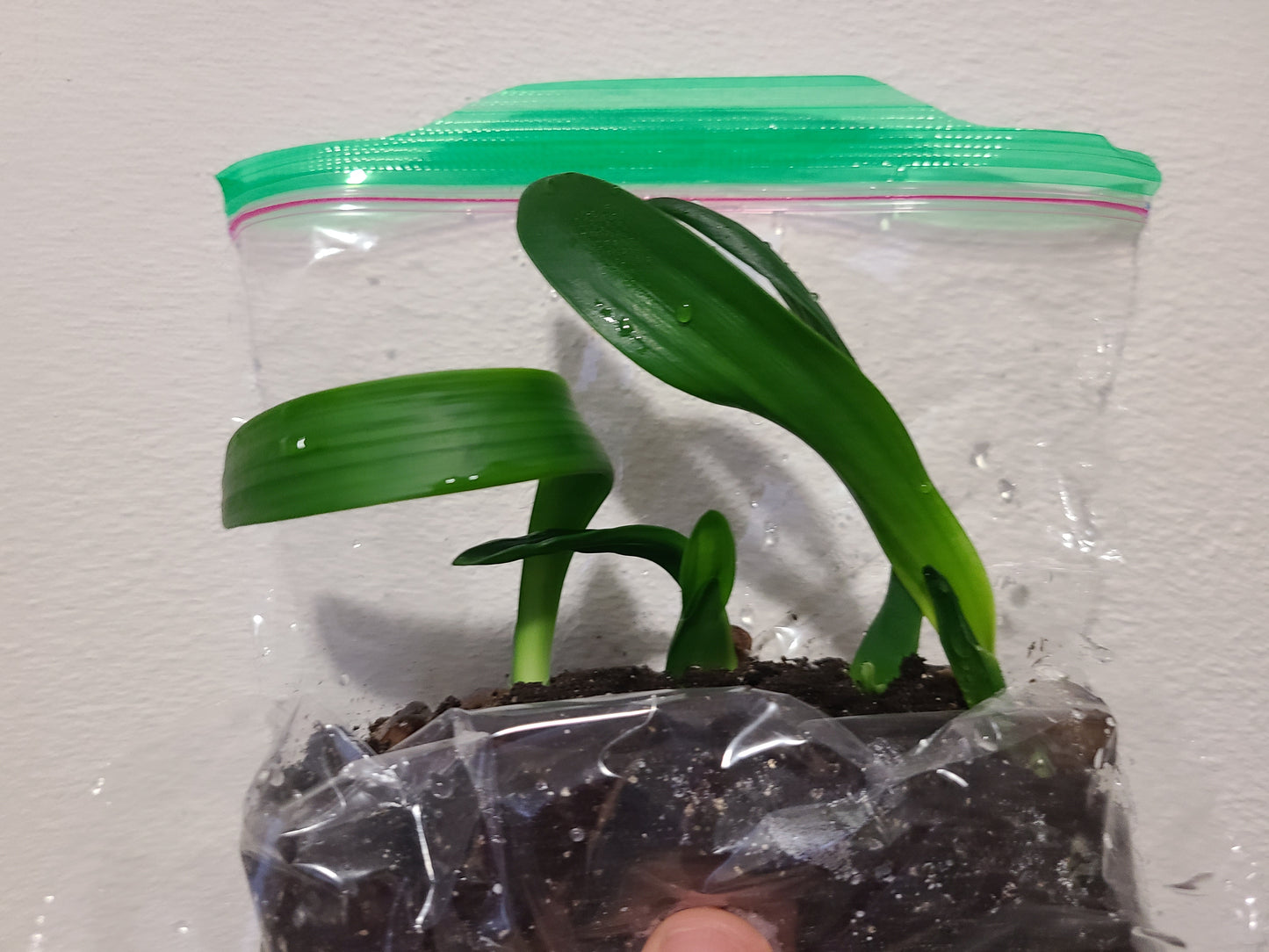 Clivia interspecific seedling Nimbicola B x Pink Nobilis x Blazing Sun 3-5 inches tall one plant