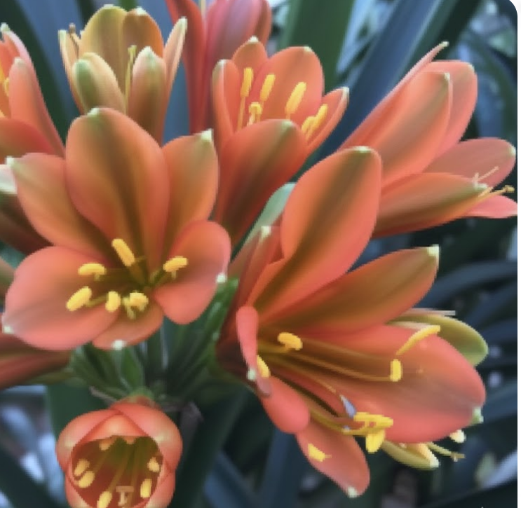 Clivia interspecific seedling PS Gunston x Baku Bronze 3-5 inches tall one plant