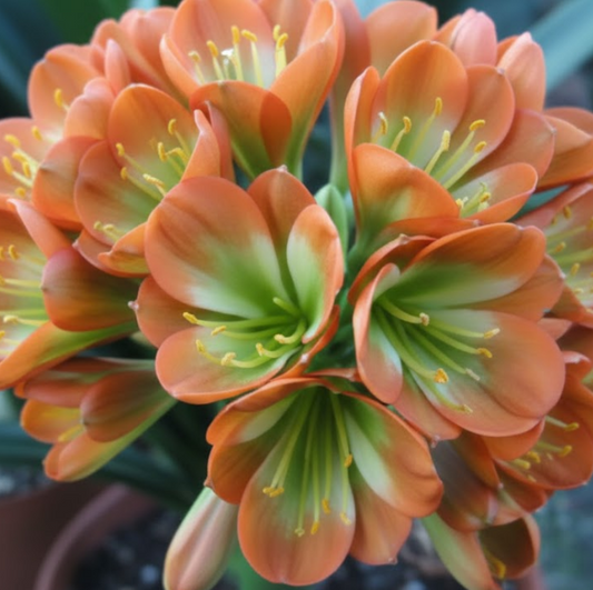 Clivia interspecific seedling PS Gunston x Baku Bronze 3-5 inches tall one plant