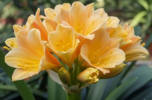 Clivia interspecific seedling crossed Adele 2 x Cirque du soleil 4-5 inches tall one plant