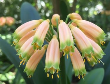 Clivia interspecific seedling crossed Adele 2 x Cirque du soleil 4-5 inches tall one plant