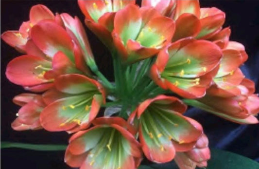 Clivia interspecific seedlings Gunston x Gun Metal Hirao 4-6 inches tall one plant