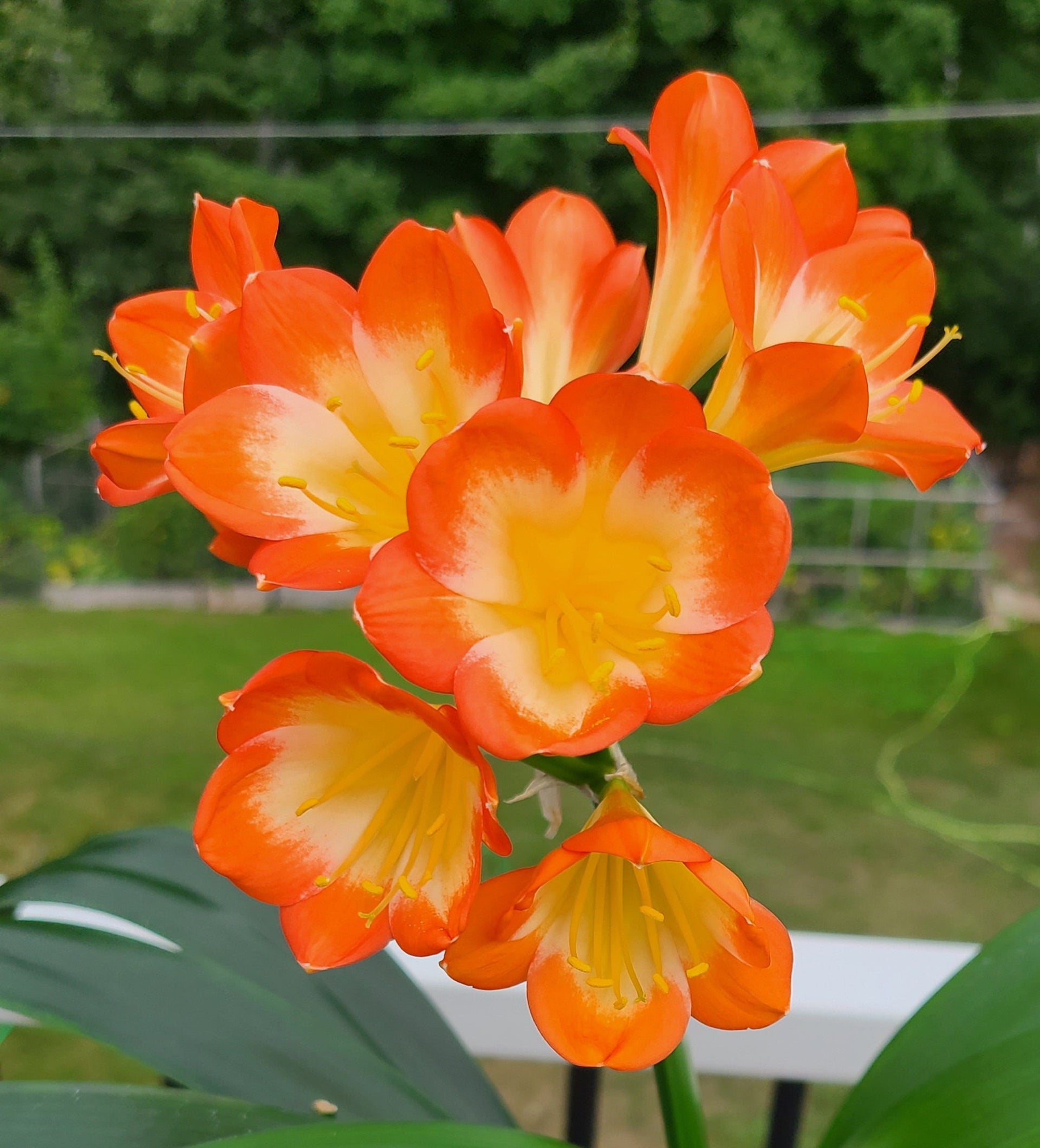 Clivia large throat orange pastel one plant one plant 6 leaves 4-5