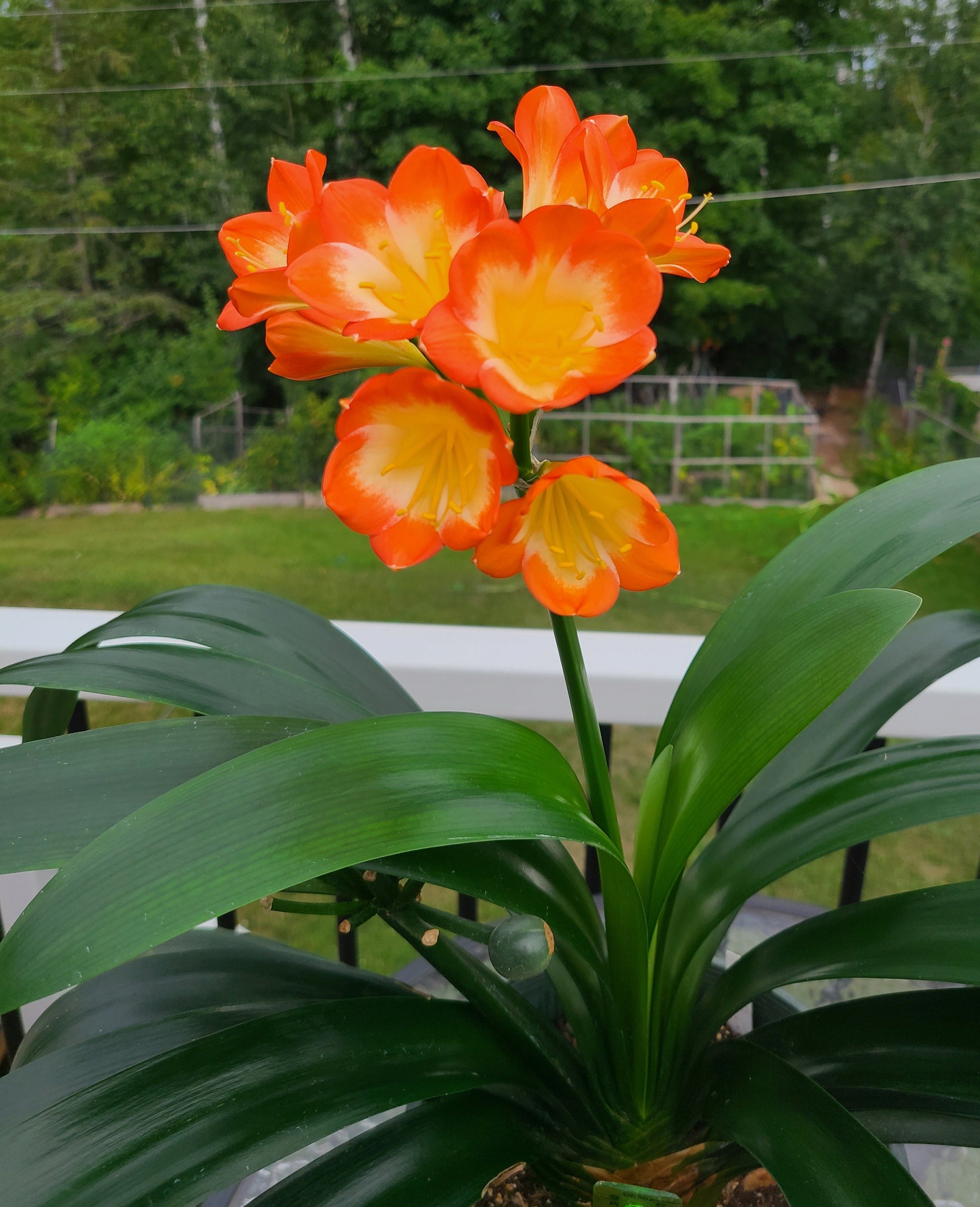 clivia indoor plant Clivia large throat orange pastel one plant one plant 6 leaves 4-5" tall
