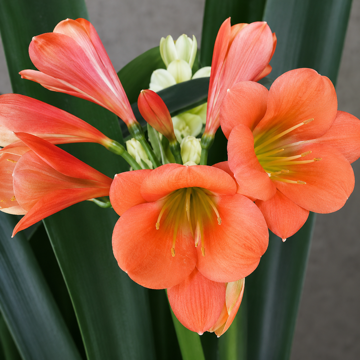 Clivia (Natal Yellow F1 X One Love) x (Natal Yellow x Sleeping Beauty Tetraploid Yellow Green Throat X Japanese Daruma) one plant