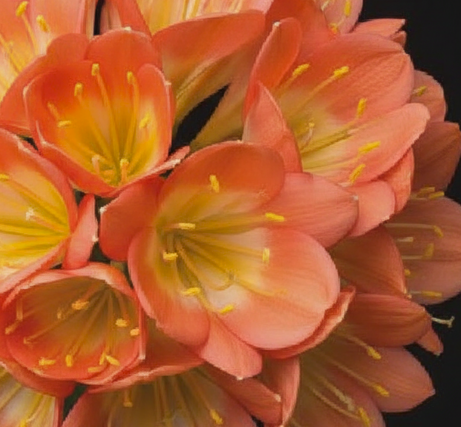 Clivia pink pastel GT x cameo seedling heat pack priority shipping one plant