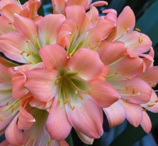 Clivia pink pastel GT x cameo seedling heat pack priority shipping one plant
