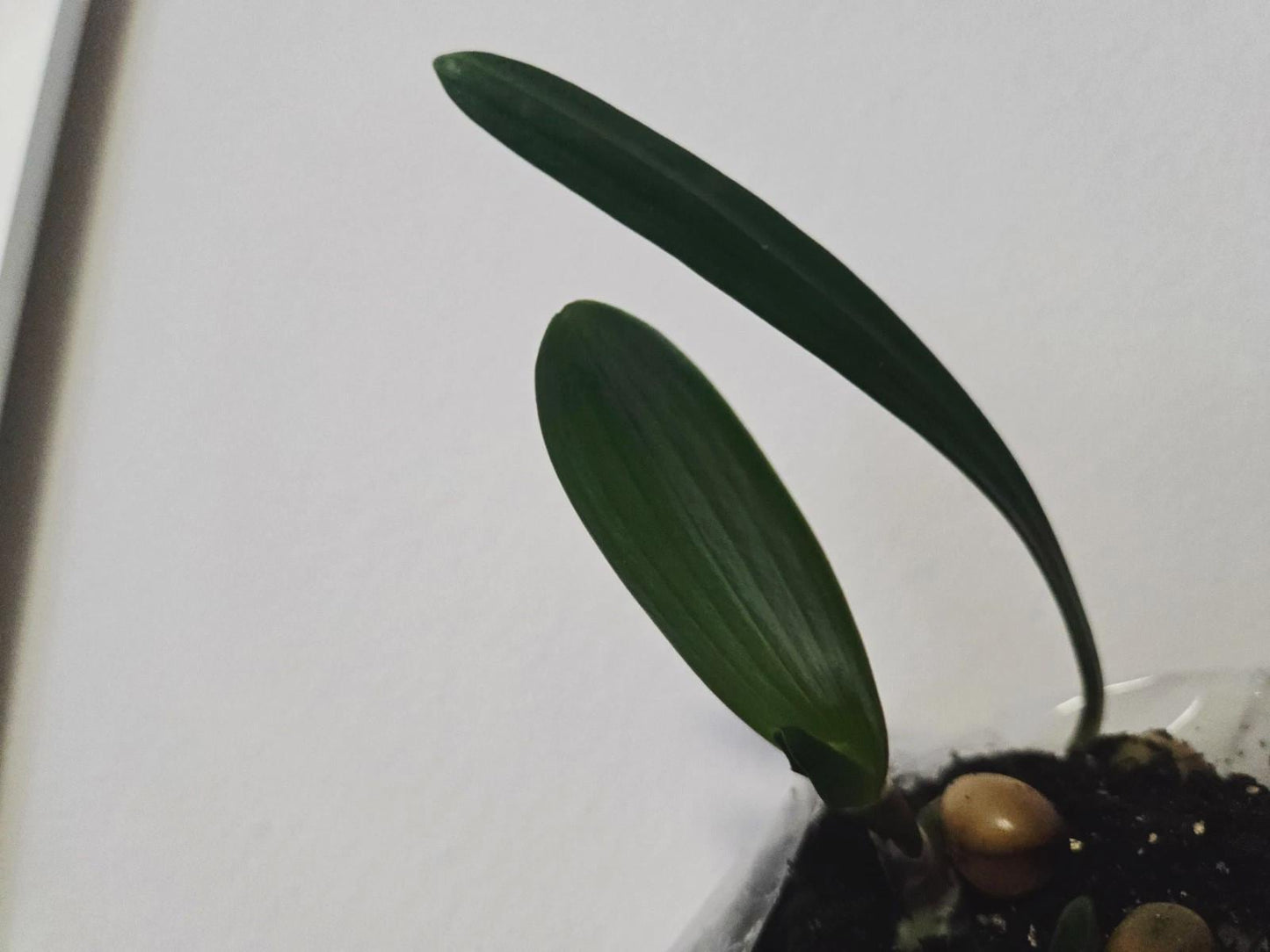 Clivia pink pastel GT x cameo seedling heat pack priority shipping one plant