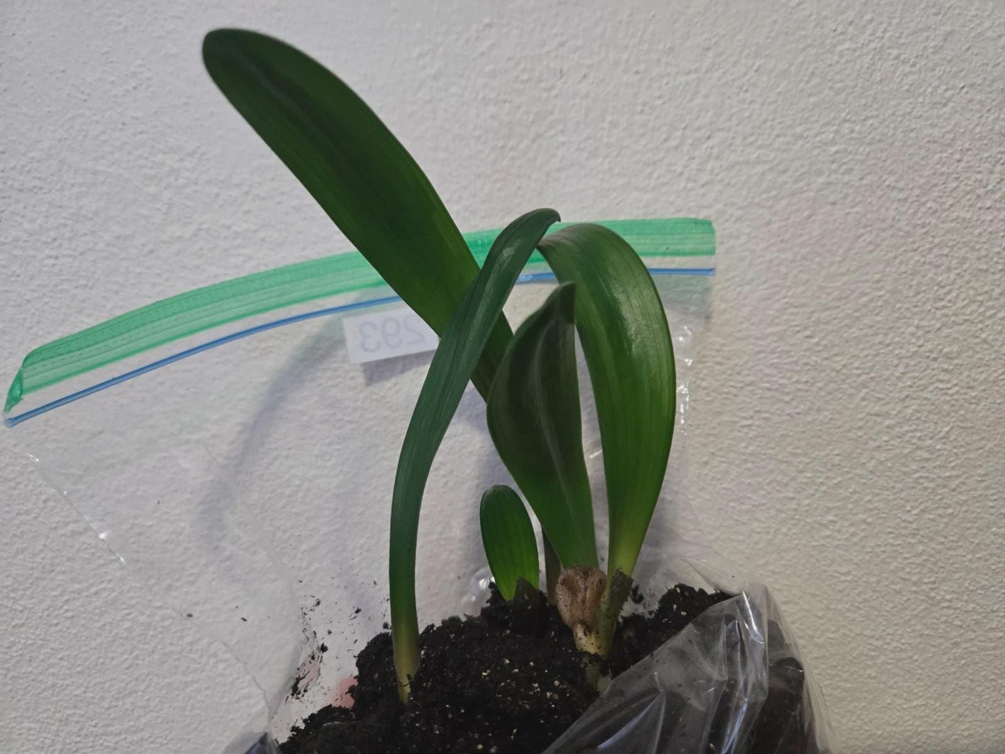 Clivia red miniata seedling heat pack 4-6" tall one plant