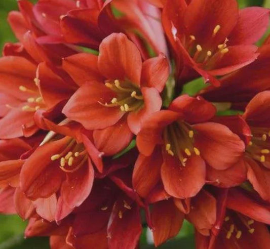Clivia red miniata seedling heat pack 4-6" tall one plant