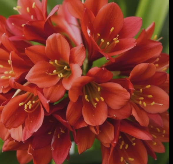 Clivia red miniata seedling heat pack 4-6" tall one plant