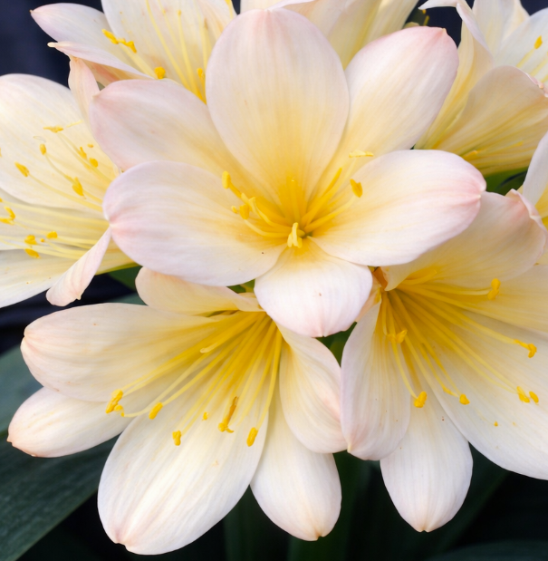 Clivia seedling Apple Blossom x Apple Blossom 2-3 inches tall one plant