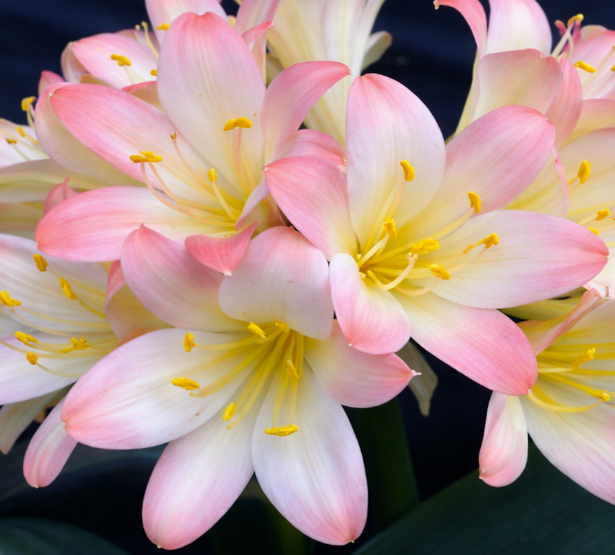 Clivia seedling Apple Blossom x Apple Blossom 2-3 inches tall one plant