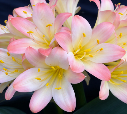Clivia seedling Apple Blossom x Apple Blossom 2-3 inches tall one plant