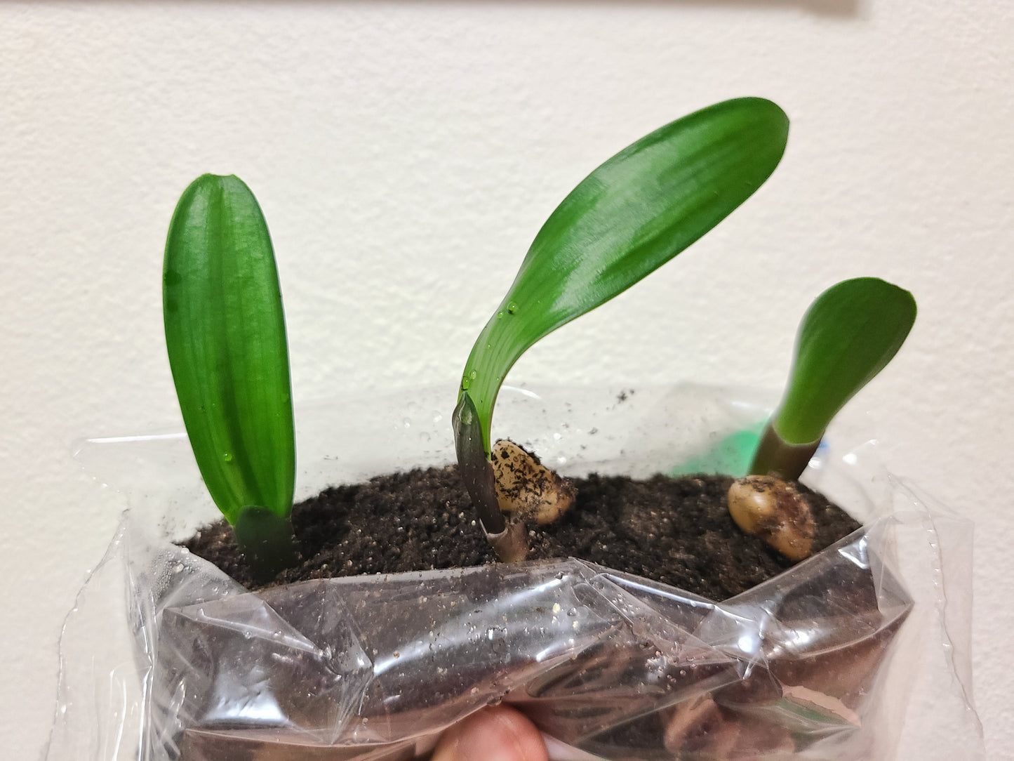 Clivia seedling Apple Blossom x Apple Blossom 2-3 inches tall one plant