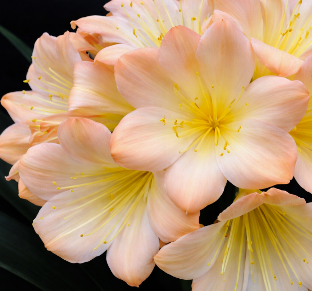 Clivia seedling Blushing Virgin Pink x Blushing Virgin 3-4 inches long one plant