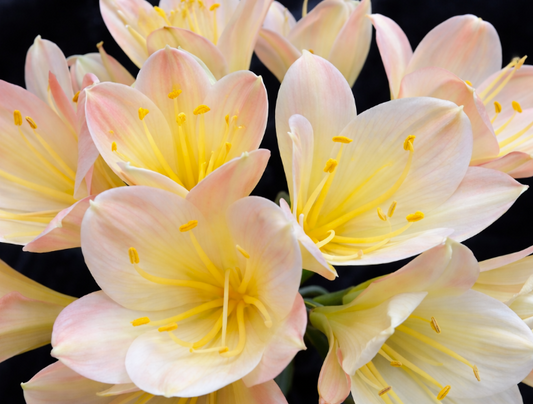 Clivia seedling (Blushing Virgin x Virgin Blush) x (Hilton Atherstone BV Awesome) 2.5-3 inches tall one plant