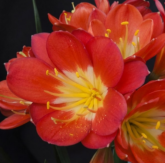 Clivia seedling Broad leaf Red MT x Rose Super Multitepal 4-5 inches tall one plant