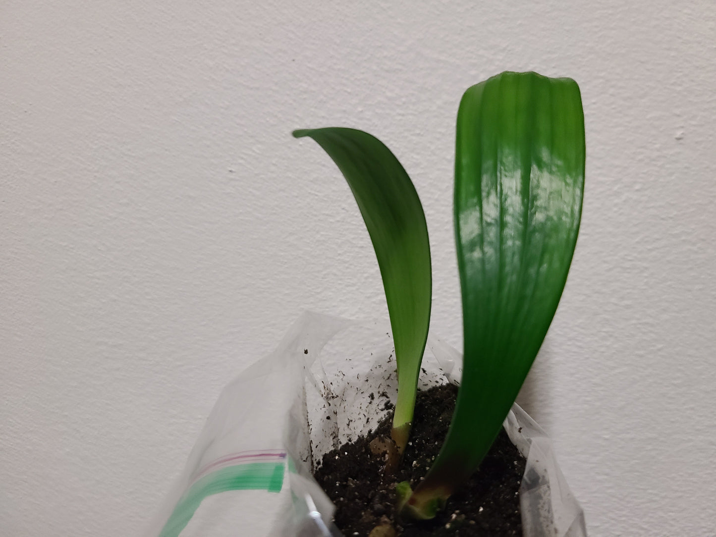 Clivia seedling Broad leaf Red MT x Rose Super Multitepal 4-5 inches tall one plant