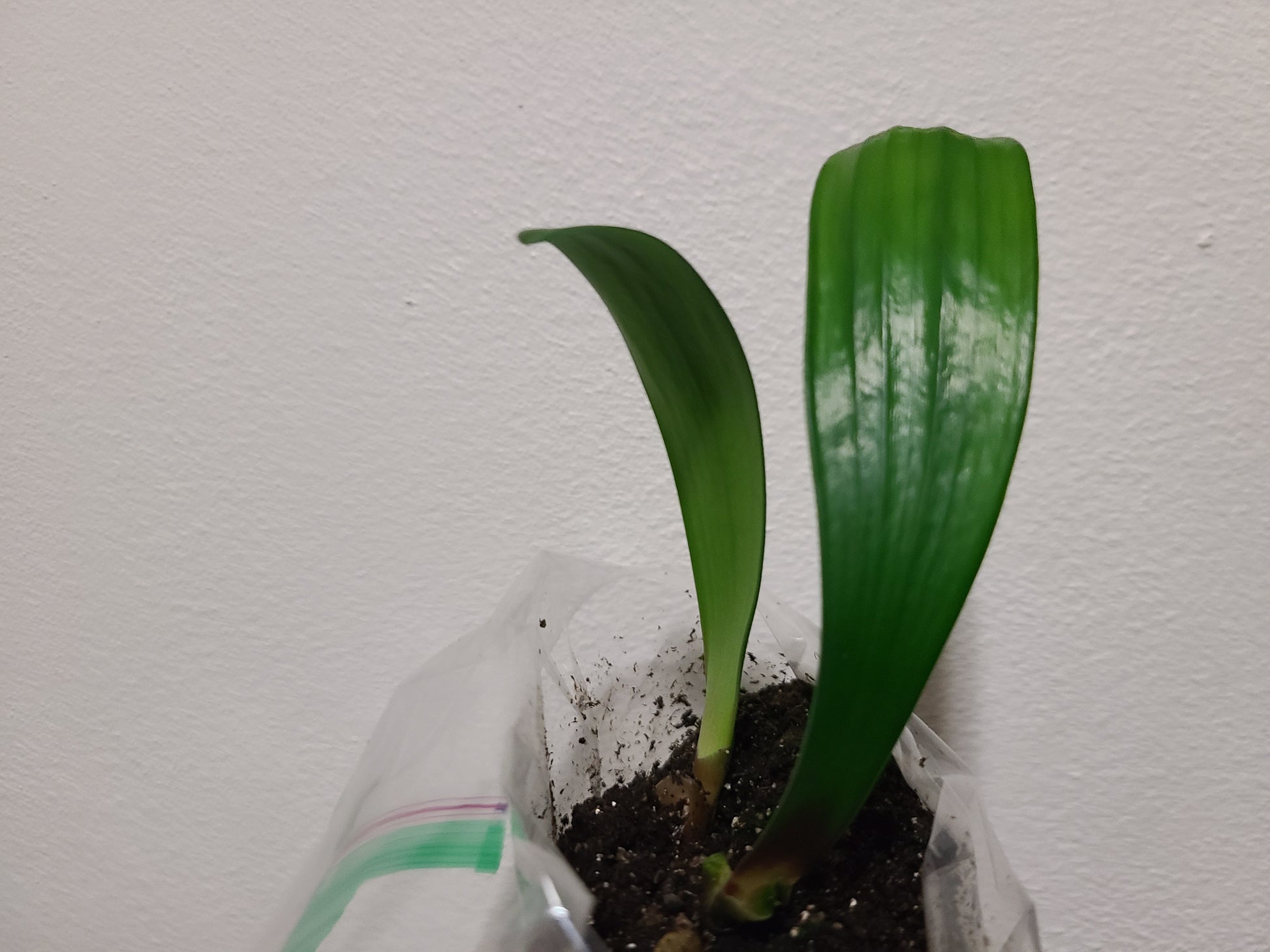 Clivia seedling Broad leaf Red MT x Rose Super Multitepal 4-5 inches tall one plant