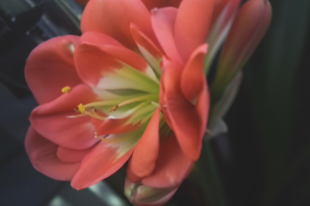 Clivia seedling Broad leaf Red MT x Rose Super Multitepal 4-5 inches tall one plant