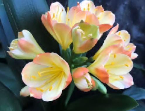 Clivia seedling Eddie Pang Chinese Blush x Chinois Lambda compact broad leaf 4-5 inches tall one plant