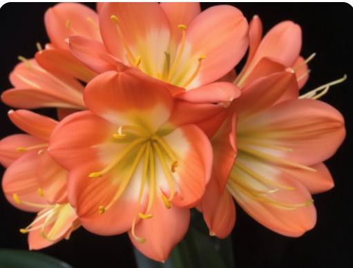 Clivia seedling Green Mamba x Cameo 3-4 inches tall one plant