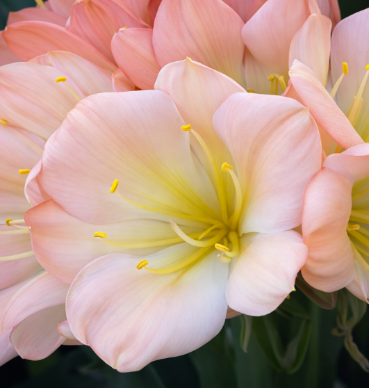 Clivia seedling La Vierge x Blushing Virgin 3-5 inches tall one plant