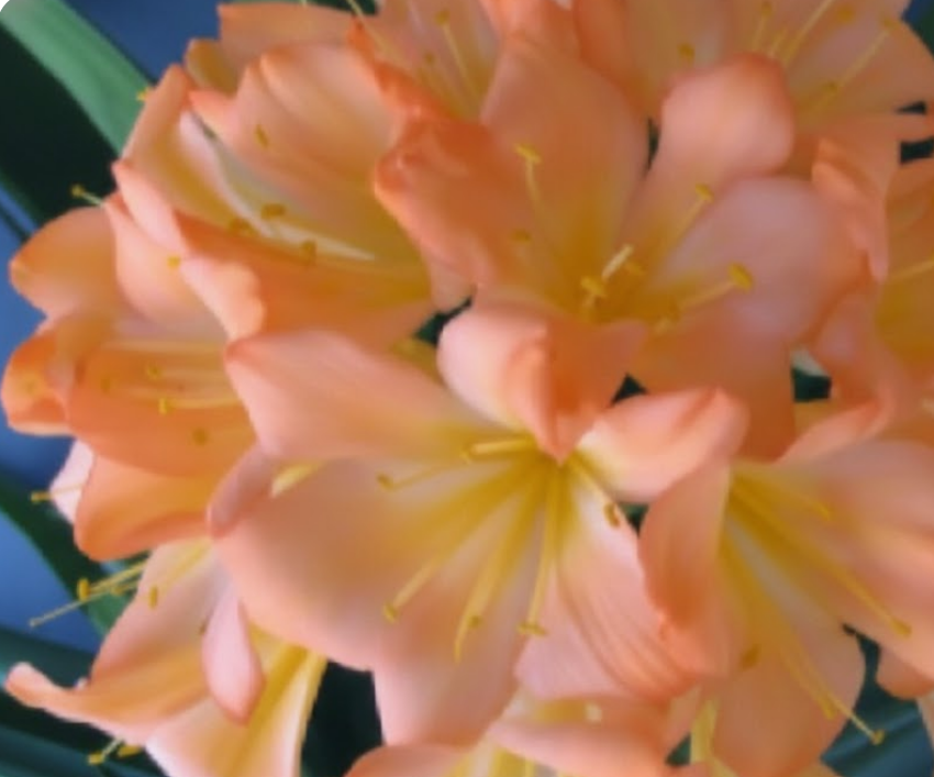 Close-up of peach-colored clivia blushing virgin  flowers with a blurred background