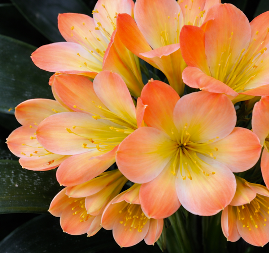 Clivia seedling Ma Cherie x Blushing Virgin 3-4 inches tall one plant