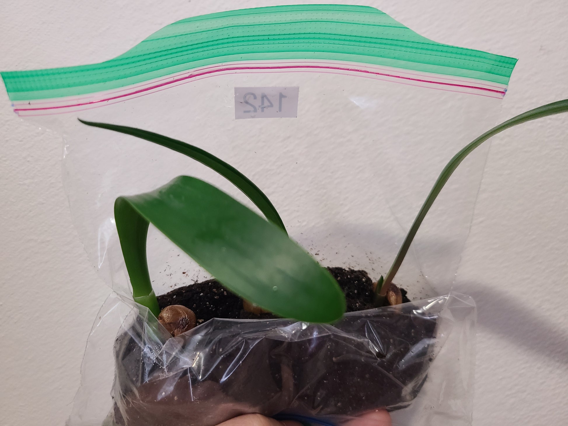 Clivia seedling Magnifico x Blushing Virgin 4-7 inches tall one plant